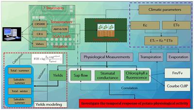Impacts of Water Stress Severity and Duration on Potato Photosynthetic Activity and Yields
